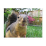 Squirrel Closeup Postcards