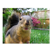 Squirrel Closeup Postcards