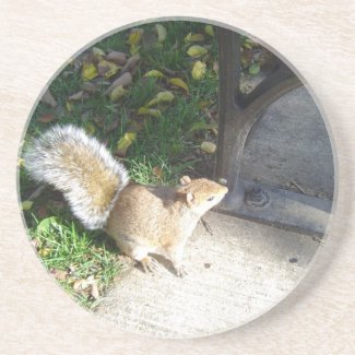 Squirrel coaster