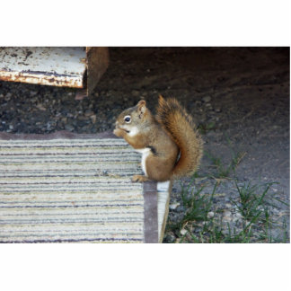 Squirrel Photo Sculptures, Cutouts & Squirrel Cut Outs | Zazzle
