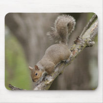 Squirrel Cute Photograph Mousepad Art Photo NEW