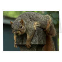Squirrel Day Afternoon Greeting Card