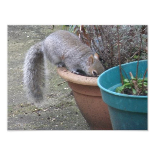 Squirrel Digging up the Flowers Photo Print Zazzle
