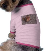 Squirrel pet clothing by tina312 Squirrel pet clothing