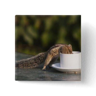 Squirrels Drinking Coffee