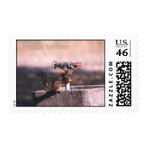 squirrel drinking, Happy birthday postage