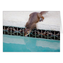 Squirrel Drinking Out Of The Pool... cards