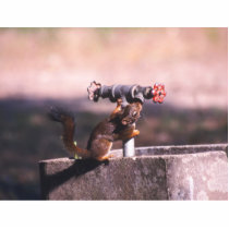 Squirrel drinking Photo Sculpture photo sculptures