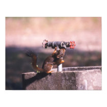 Squirrel drinking posters by gbcimages3 Squirrel drinking posters
