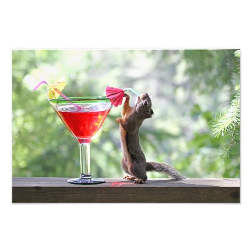 Squirrel Drinking Tropical Drink Photo Art