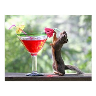 Squirrel Drinking Tropical Drink Post Cards