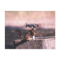 Squirrel drinkingPostcard