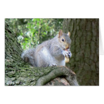 Squirrel eating a monkey nut card