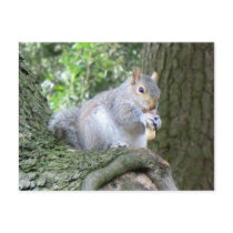 Squirrel eating a monkey nut post cards