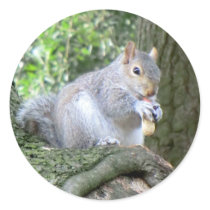 Squirrel eating a monkey nut stickers