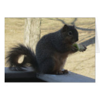 Squirrel Eating An Apple Card