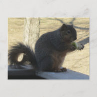 Squirrel Eating An Apple Postcards