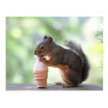 Squirrel Eating an Ice Cream Cone Postcards