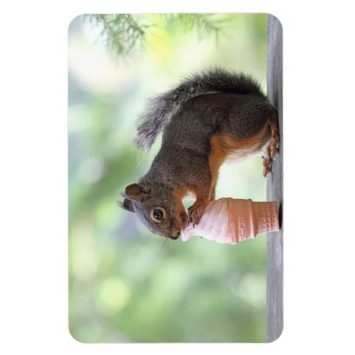 Squirrel Eating an Ice Cream Cone Vinyl Zazzle