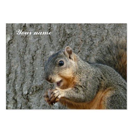 squirrel eating business cards