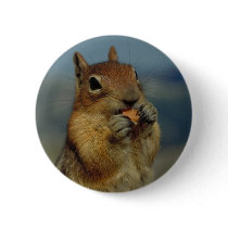 Squirrel Eating buttons