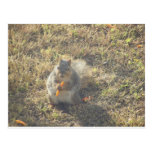 Squirrel eating cheese curls postcard postcards