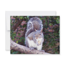 Squirrel Eating invitations by TLArnold Squirrel Eating invitations