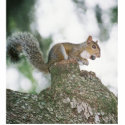Squirrel eating nut photo sculptures