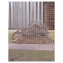squirrel flyers