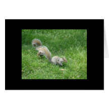 Squirrel Friends Greeting Cards