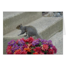 Squirrel Garden Cards