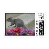Squirrel Garden