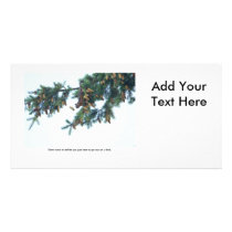 Squirrel Going Out on a Limb Custom Photo Card