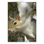 Squirrel Greeting Card cards