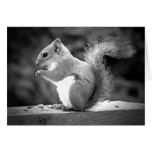 Squirrel Greeting Cards