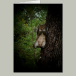 Squirrel cards