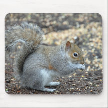 squirrel_ground010 tapete de raton