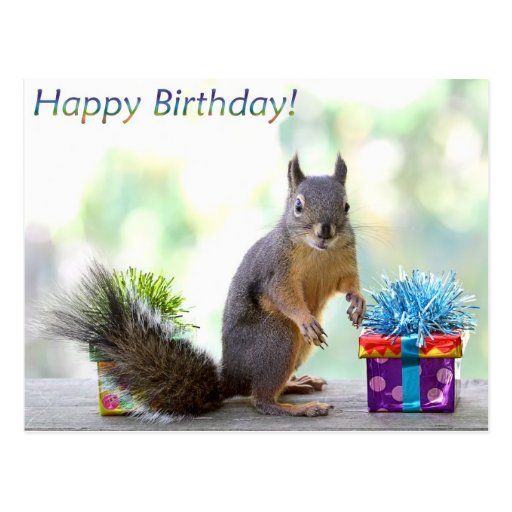 Squirrel Happy Birthday! Postcard Zazzle