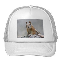 squirrel hat
