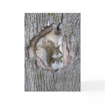 Squirrel hello greeting card