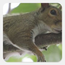 Squirrel - "Honey, It Ain't Easy Being a Women" Sticker