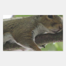 Squirrel - "Honey, It Ain't Easy Being a Women" Rectangle Stickers