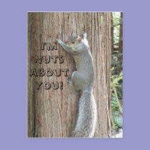 Squirrel: I'm Nuts About You! Postcard postcards