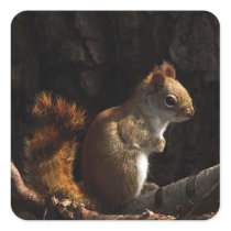 Squirrel in a Patch of Sun Square Sticker