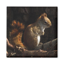 Squirrel in a Patch of Sunlight Fridge Magnets