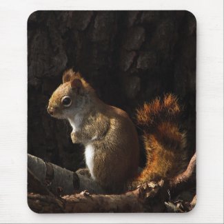 Squirrel in a Patch of Sunlight Mouse Pad