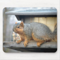 Squirrel in Bird Feeder Mouse Pads