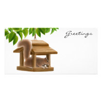 Squirrel in Bird Feeder Photo Card photo cards