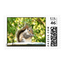 Squirrel in Bowl postage