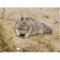 Squirrel In Dirt Sand photo sculptures by lifesphere Squirrel In Dirt Sand photo sculptures